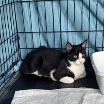 Raider -  American Curl Cat for Adoption in Freeport, Florida - Raider | PetCurious