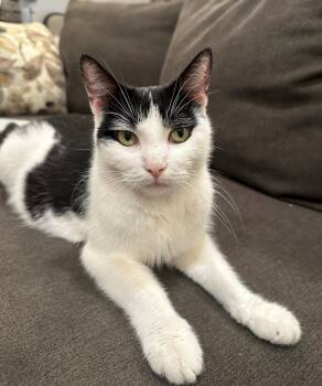 Maya -  Domestic Short Hair Cat for Adoption in Bayonne, New Jersey - Maya | PetCurious