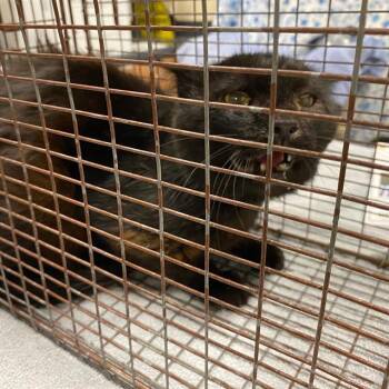 A612353 -  Domestic Short Hair Cat for Adoption in Modesto, California - A612353 | PetCurious