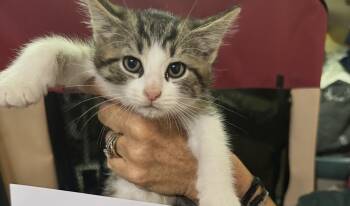 Frisco -  Domestic Short Hair Cat for Adoption in Ben Avon, Pennsylvania - Frisco | PetCurious
