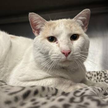 Domestic Short Hair Cats Available for Adoption in Charleston, West Virginia - Butters | PetCurious