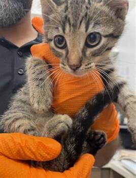 PETER -  Domestic Short Hair Cat for Adoption in Baytown, Texas - PETER | PetCurious