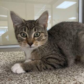 Domestic Short Hair Cats Available for Adoption - Noodles | PetCurious