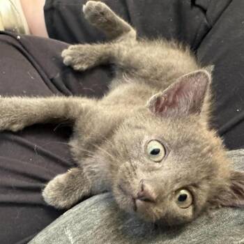 Junpyo -  Siamese and Domestic Short Hair Cat Available for Adoption in Plainfield, Illinois - Junpyo | PetCurious