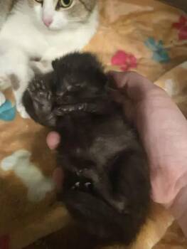 Domestic Short Hair Cats Available for Adoption in Wyoming, Michigan - Remus | PetCurious