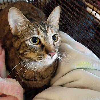 Little Susie -  Domestic Short Hair Cat for Adoption in Chicago, Illinois - Little Susie | PetCurious