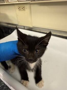*TRUFFLE -  Domestic Short Hair Cat for Adoption in Woodland, California - *TRUFFLE | PetCurious