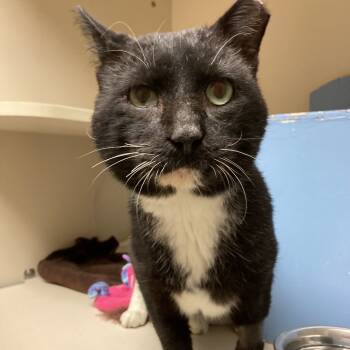 Rescue Domestic Short Hair Cats for Adoption in Pittsburgh, Pennsylvania - Poe | PetCurious