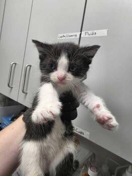 Halifax -  Domestic Short Hair Cat for Adoption in Sevierville, Tennessee - Halifax | PetCurious