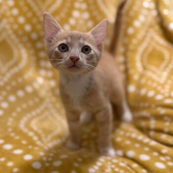 Fezzick -  Domestic Short Hair Cat for Adoption in Port Richey, Florida - Fezzick | PetCurious