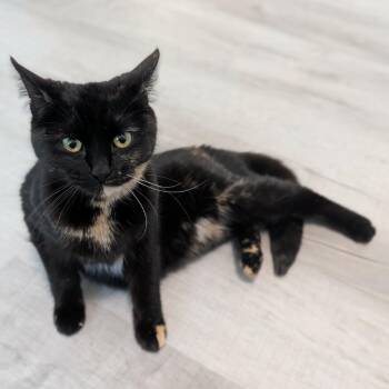 Domestic Short Hair Cats Available for Adoption - Velvet C11101 | PetCurious