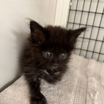 Jack -  Domestic Medium Hair Cat for Adoption in Ruckersville, Virginia - Jack | PetCurious