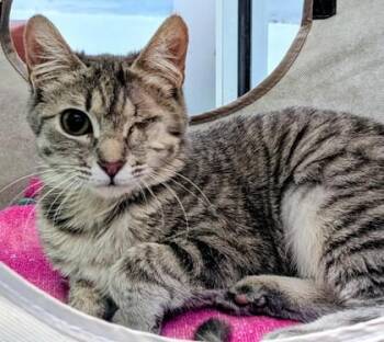 Domestic Short Hair Cats Available for Adoption - Vinzy | PetCurious