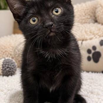 Shadow -  Domestic Short Hair and Tuxedo Cat for Adoption in Coachella, California - Shadow | PetCurious