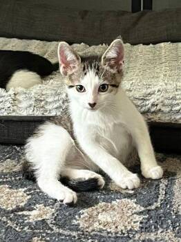 Domestic Short Hair Cats Available for Adoption in Lake Orion, Michigan - Brady | PetCurious