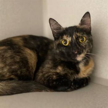 NICO -  Domestic Short Hair Cat for Adoption in Aurora, Colorado - NICO | PetCurious