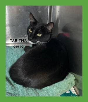 TABITHA -  Domestic Medium Hair Cat for Adoption in Marietta, Georgia - TABITHA | PetCurious