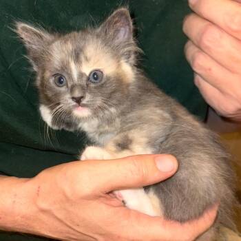 Domestic Short Hair Cats Available for Adoption in Las Vegas, Nevada - Julieta | PetCurious