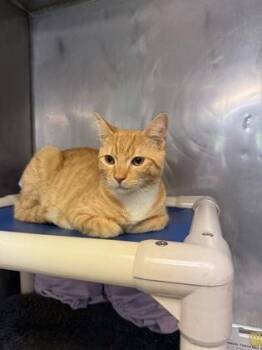 Lemonhead -  Domestic Short Hair Cat for Adoption in Morristown, New Jersey - Lemonhead | PetCurious