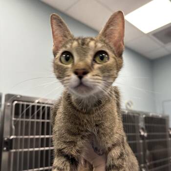 Milkbones -  Domestic Short Hair Cat for Adoption in Greensboro, North Carolina - Milkbones | PetCurious