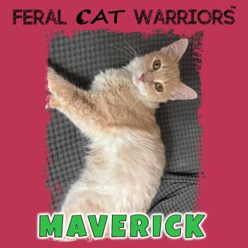 Domestic Medium Hair Cats Available for Adoption in Kingman, Arizona - Maverick | PetCurious