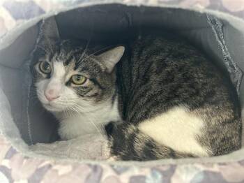 Domestic Short Hair Cats Available for Adoption in Santa Cruz, California - JACKSON* | PetCurious
