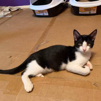 Boimler -  Domestic Short Hair Cat for Adoption in Houston, Texas - Boimler | PetCurious