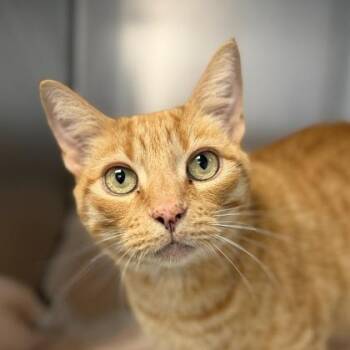 Mr. Lucky -  Domestic Short Hair Cat for Adoption in Sacramento, California - Mr. Lucky | PetCurious