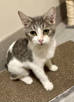 Rescue Domestic Short Hair Cats for Adoption in Phoenix, Arizona - Vega | PetCurious