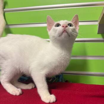 Ken -  Domestic Short Hair Cat for Adoption - Ken | PetCurious