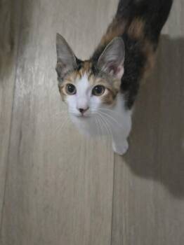 Talia -  Tabby and Calico Cat for Adoption in Dallas, Texas - Talia | PetCurious