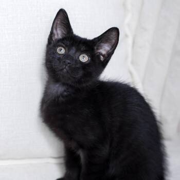 Betty -  Bombay Cat for Adoption in Randolph, Massachusetts - Betty | PetCurious