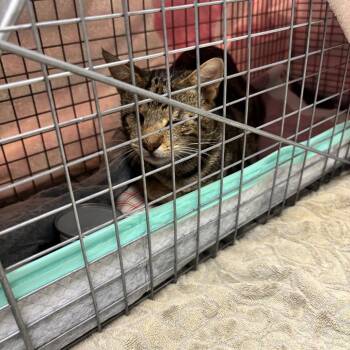 LVH-Stray-14749 -  Domestic Short Hair Cat for Adoption in Allentown, Pennsylvania - LVH-Stray-14749 | PetCurious