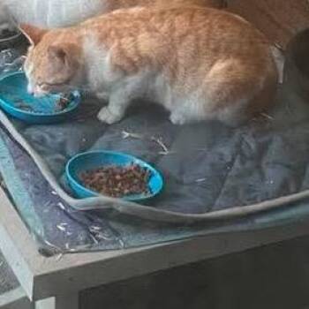 Tom -  American Shorthair Cat Available for Adoption in Mount Vernon, Arkansas - Tom | PetCurious