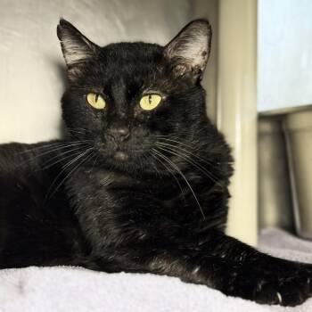 Domestic Short Hair Cats Available for Adoption in Austin, Texas - Slim Shady | PetCurious