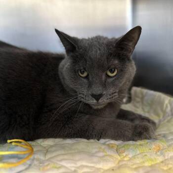 Domestic Short Hair Cats Available for Adoption in Matteson, Illinois - Oyster | PetCurious