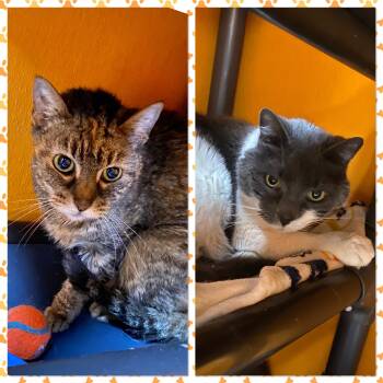 Domestic Short Hair Cats Available for Adoption in Elyria, Ohio - Macey And Maddie | PetCurious