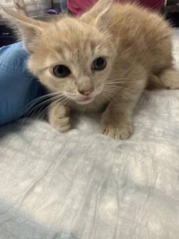 Domestic Short Hair Cats Available for Adoption in North Charleston, South Carolina - 05163B Gino Petsmart Summerville | PetCurious