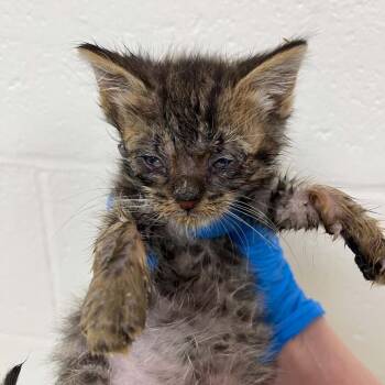 Domestic Short Hair Cats Available for Adoption in Lyndhurst, Virginia - SVAS-Stray-38675 | PetCurious