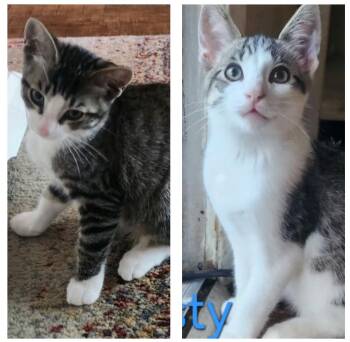 Rescue Tabby Cats for Adoption in Huntington Beach, California - Luna And Feisty | PetCurious