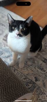 Rescue Domestic Short Hair Cats for Adoption - Gabby | PetCurious