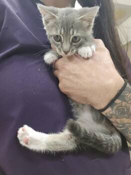 A432938 -  Domestic Short Hair Cat for Adoption in Conroe, Texas - A432938 | PetCurious