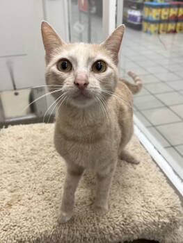 Rescue Domestic Short Hair Cats for Adoption in Rockaway, New Jersey - Chai RM | PetCurious