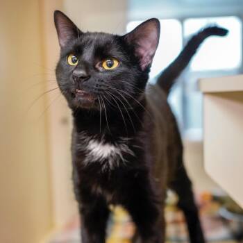 Domestic Short Hair Cats Available for Adoption - Barthalamew | PetCurious