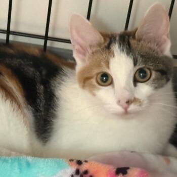 Flossie -  Domestic Medium Hair Cat for Adoption in Tucson, Arizona - Flossie | PetCurious