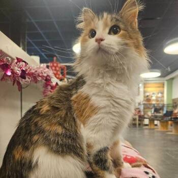 Domestic Short Hair Cats Available for Adoption - Cheeto | PetCurious