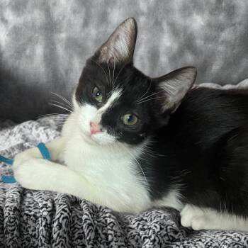 Rescue Tuxedo Cats for Adoption in Dallas, Texas - Bitsy | PetCurious
