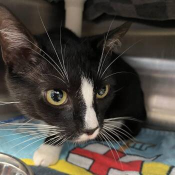 Diva -  Domestic Short Hair Cat for Adoption in Philadelphia, Pennsylvania - Diva | PetCurious