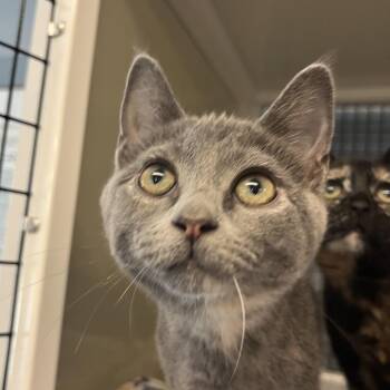 Lida Bida Boda Butt -  Domestic Short Hair Cat for Adoption in Ruckersville, Virginia - Lida Bida Boda Butt | PetCurious