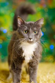 Domestic Long Hair Cats Available for Adoption in Vancouver, Washington - Leo | PetCurious